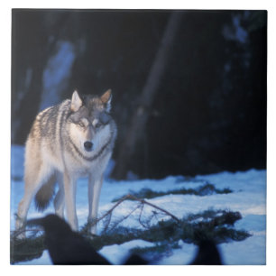 lobo cinzento, Canis lupus, nos contrafortes