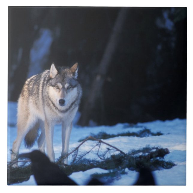 lobo cinzento, Canis lupus, nos contrafortes (Frente)