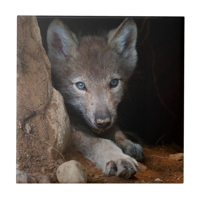Lobo da Madeira Oriental (Frente)