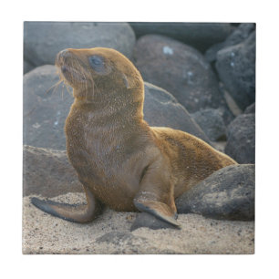 Lobo-marinho-das-galápagos