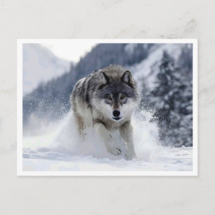 Lobo polar. Cartão postal