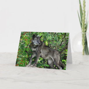 Lobo preto com o cartão vermelho das bagas