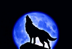 Pôsteres e Impressões Lobo Lua Cheia | Zazzle.com.br