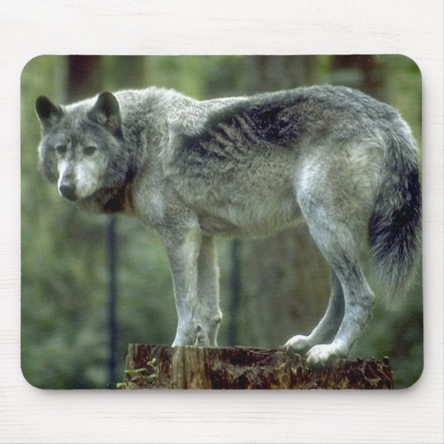 Lobo solitário Mousepad (Frente)