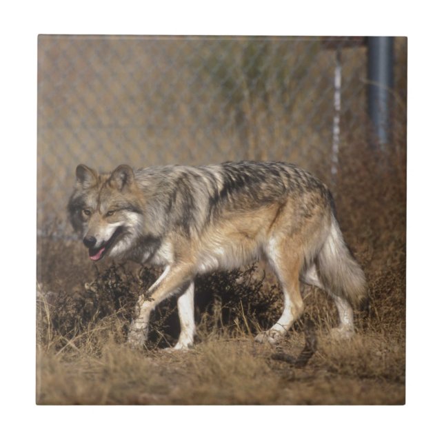 LOBOS (Frente)