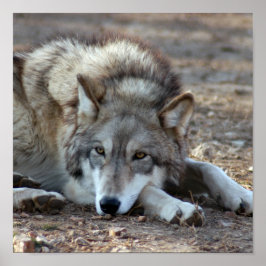 Lobos, Cinza Wolf Poster