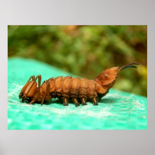 Lobster Moth Caterpillar Poster (Frente)