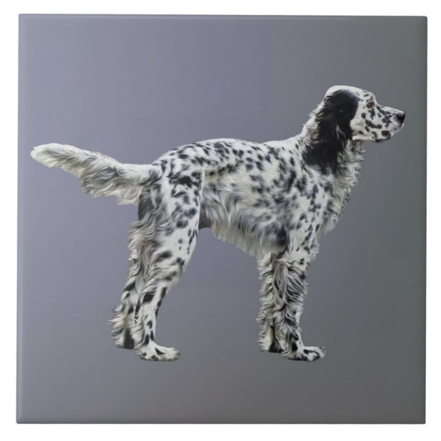 Loewellin Setter (Frente)