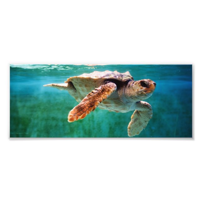 Loggerhead nº 2 Foto (Frente)