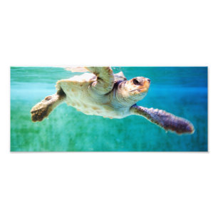 Loggerhead nº 3 Foto