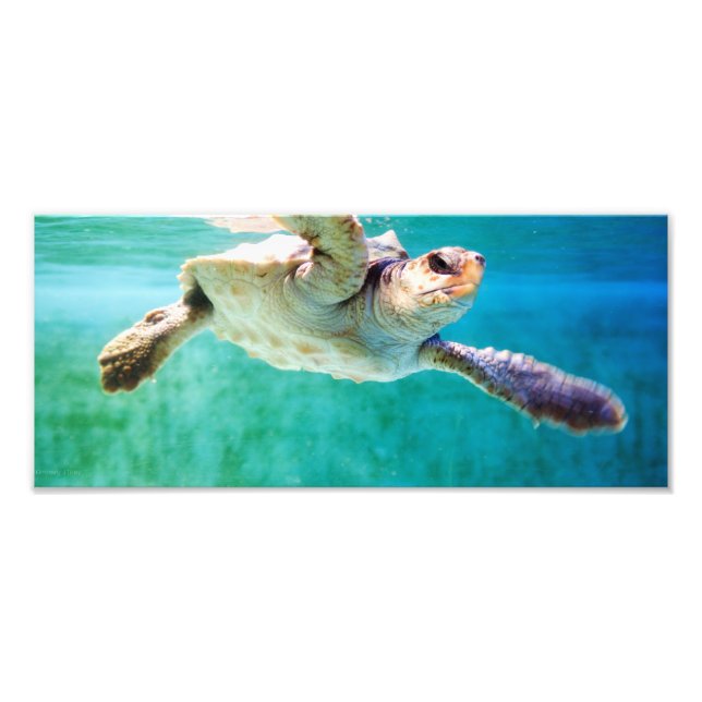 Loggerhead nº 3 Foto (Frente)