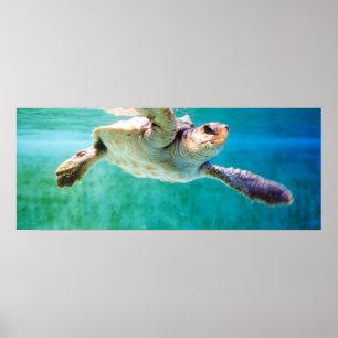 Loggerhead nº 3 Poster