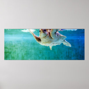 Loggerhead nº 5 Poster