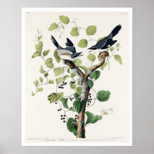 Loggerhead Shrike por Poster Audubon