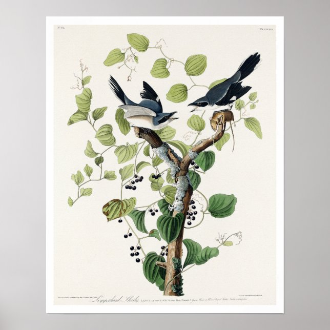 Loggerhead Shrike por Poster Audubon (Frente)
