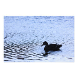 Lone Duck Willife Lake Water Ripples Fotografia
