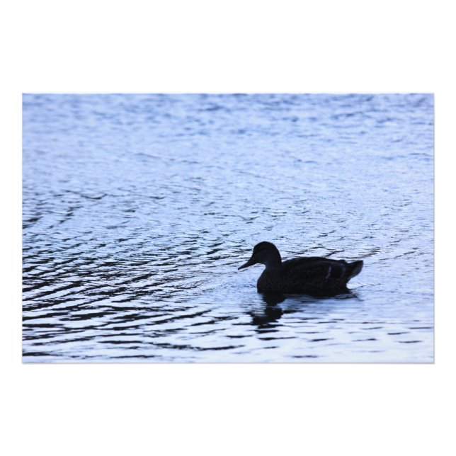 Lone Duck Willife Lake Water Ripples Fotografia (Frente)