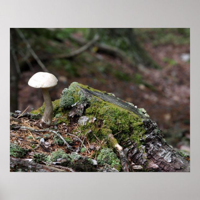 Lone Mushroom Poster (Frente)