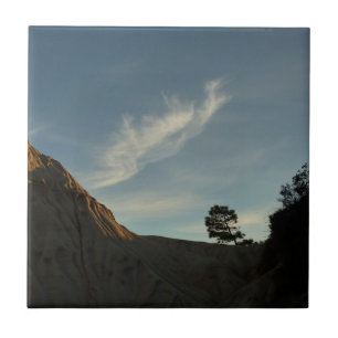 Lone Torrey Pine California Sunset Landscape