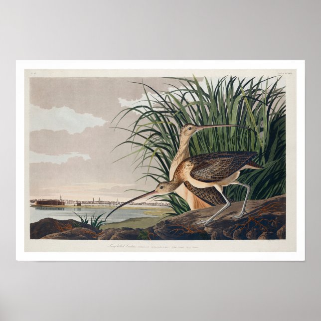 Long-billed Curlew by Audubon Poster (Frente)