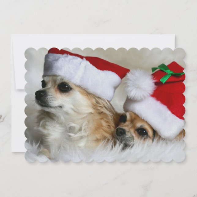 Longhair chihuahuas (Frente)