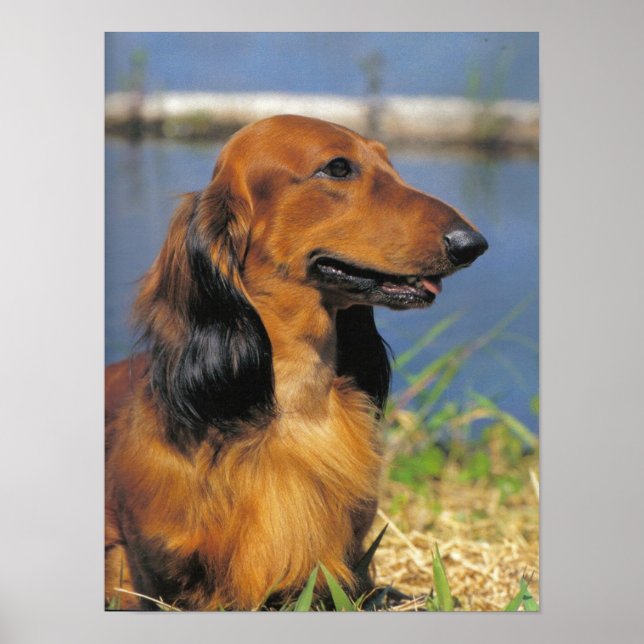 Longhaired Dachshund poster (Frente)