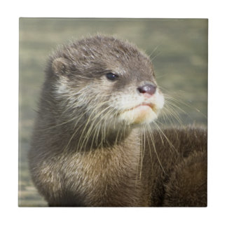Lontra bonito do bebê