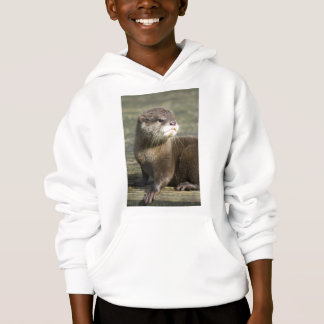 Lontra bonito do bebê