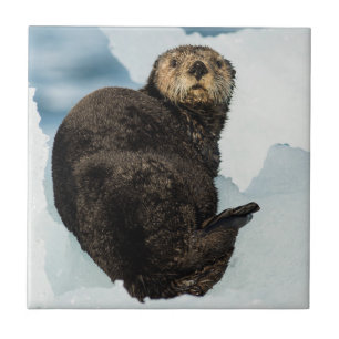 Lontra do Mar Infantil