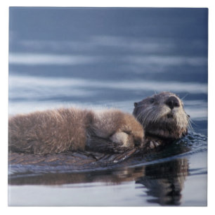 lontra marinha, Enhydra lutris lutris