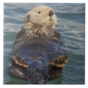 Lontras marinhas brincam em icebergs na Surprise I