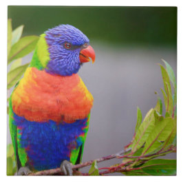 Lorikeet Bird