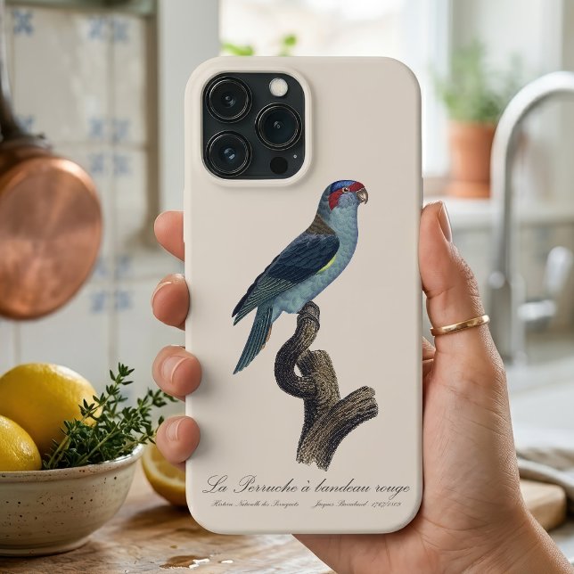 Loriqueito-de-musk, Trichoglossus concinnus (Musk Lorikeet, Trichoglossus Concinnus. iPhone Case)