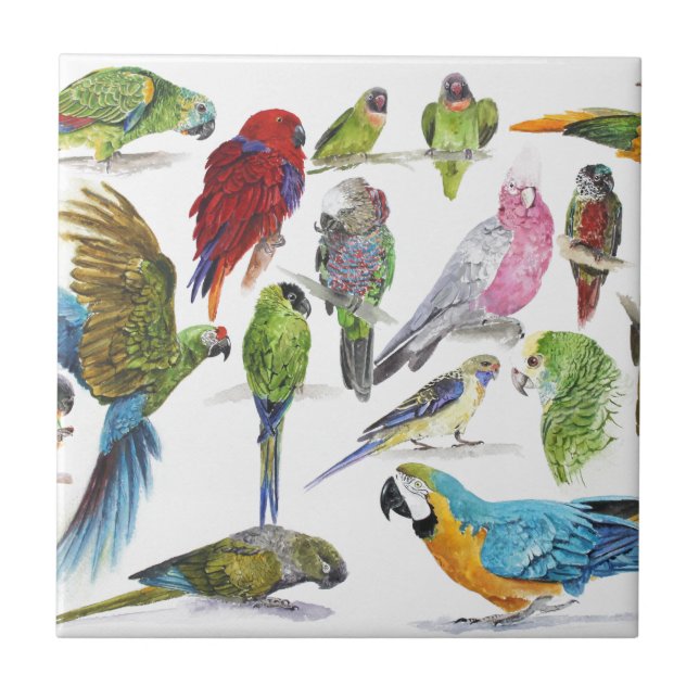 Lotes e lotes dos papagaios em lotes e lotes dos (Frente)