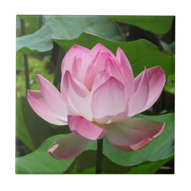 Lotus Bloom Rosa (Frente)