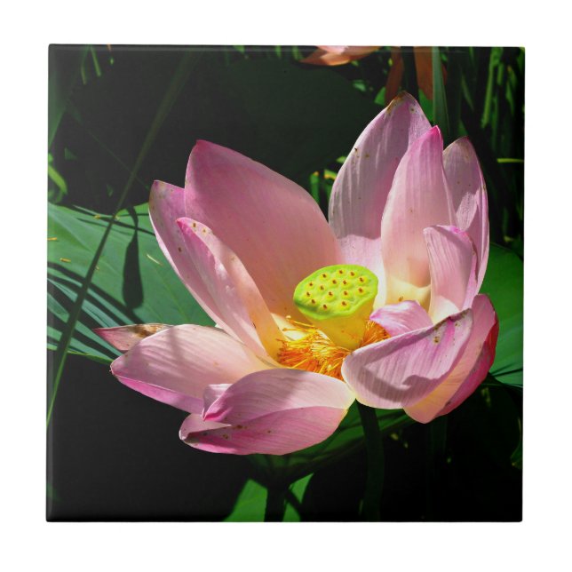 Lotus Blossom (Frente)