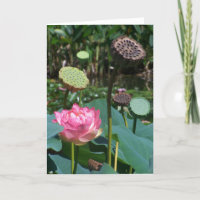 Lotus e Pods Rosa - Cartão Saudável