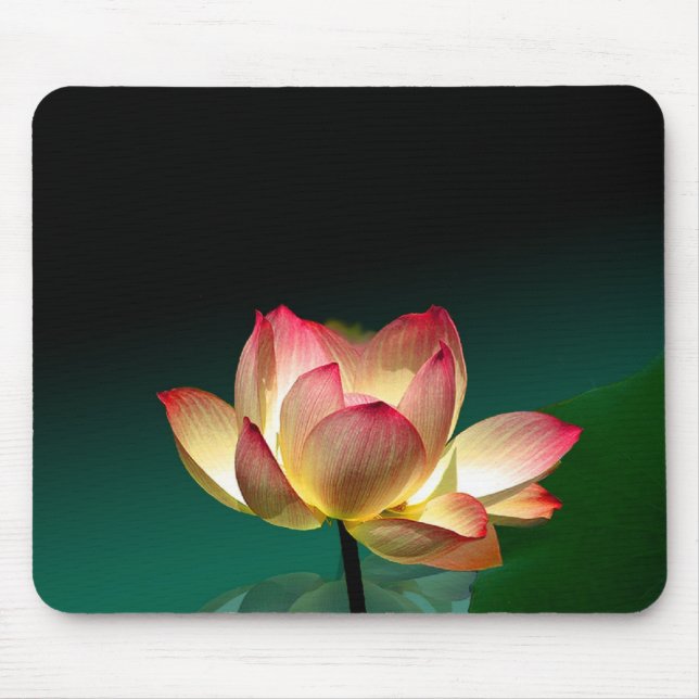 Lótus em plena floração, mousepad (Frente)