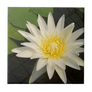 lótus, flor, natureza, florir, floral, planta,
