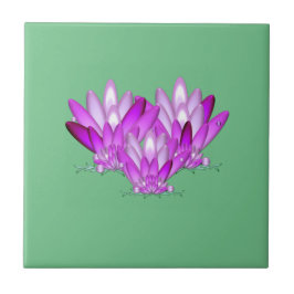 Lotus floresce rosa sobre fundo verde marinho