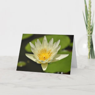 Lotus Flower - Cartões com saudação lírica