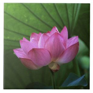 Lótus Ohga, Jardim Sankei-en, Yokohama, Japão