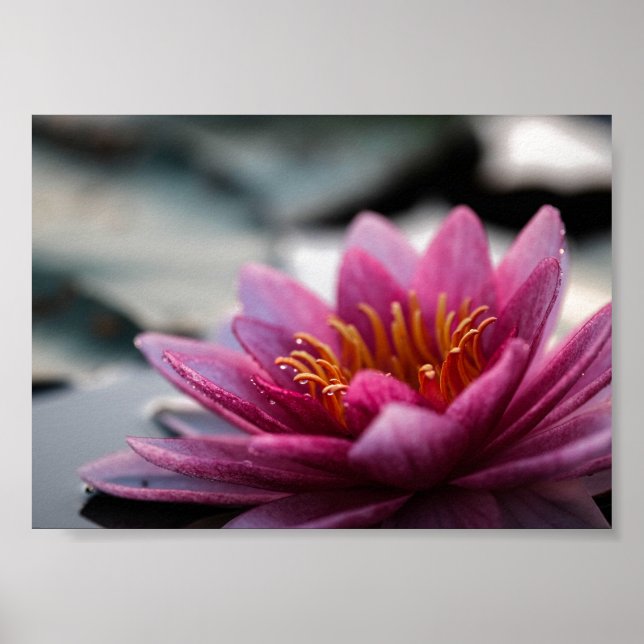 LOTUS PHOTOGRAPHIC POSTER (Frente)