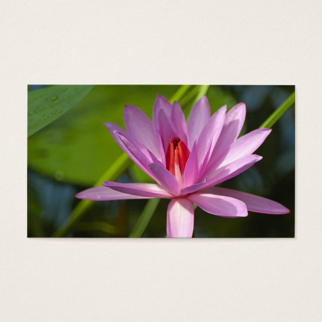 Lótus rosa (Frente)