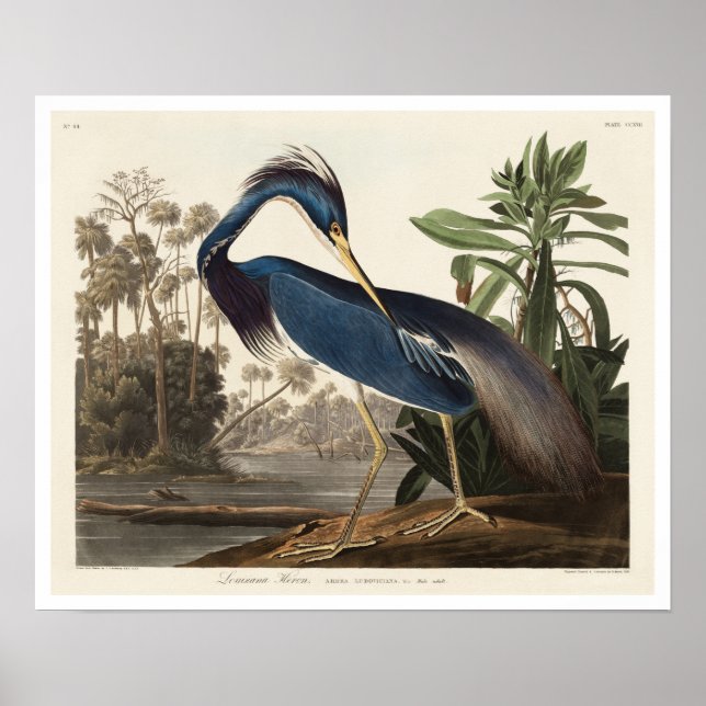 Louisiana Heron por Audubon Poster (Frente)
