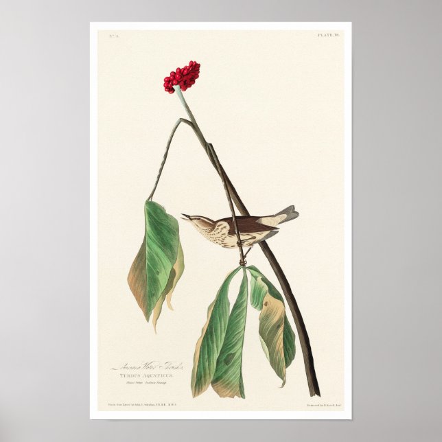 Louisiana Water Thrush por Audubon Poster (Frente)