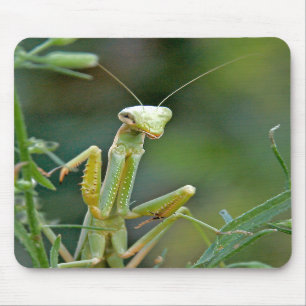 Louva-a-deus 475 Mousepad