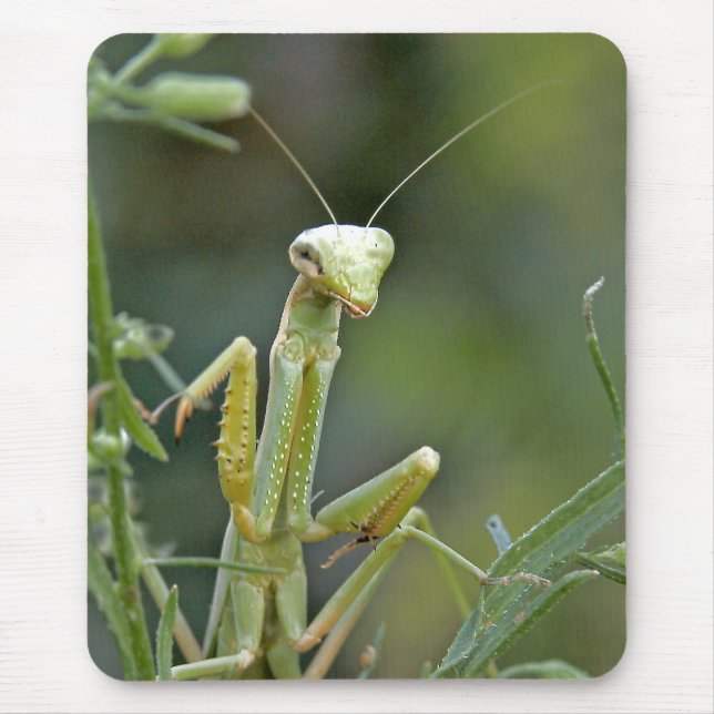 Louva-a-deus 475 Mousepad (Frente)