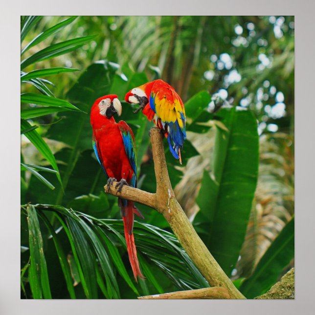 Love Birds Poster (Frente)