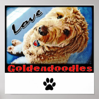 Love Goldendoodles Poster